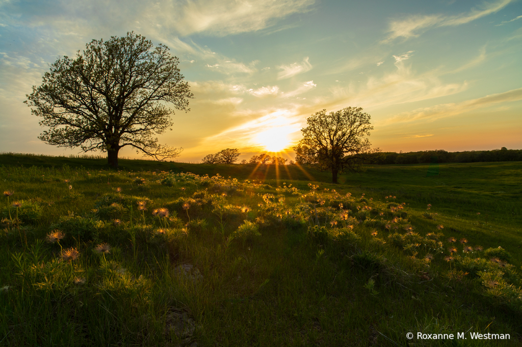 Sunlit spent wild crocus in North Dakota - ID: 15726661 © Roxanne M. Westman