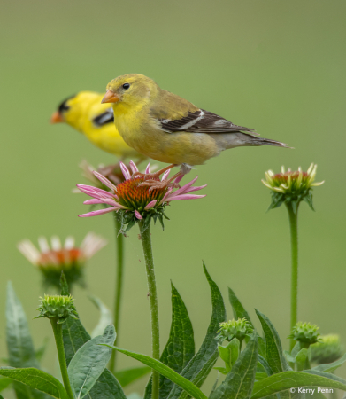 Gold Finches