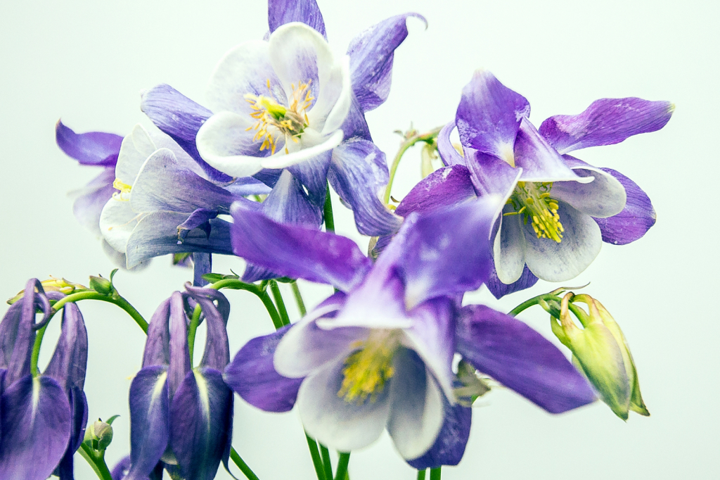 blue columbine