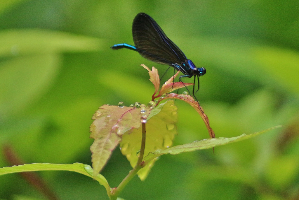 Dragonfly - ID: 15726773 © Theresa Marie Jones