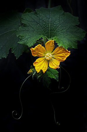 Yellow flower