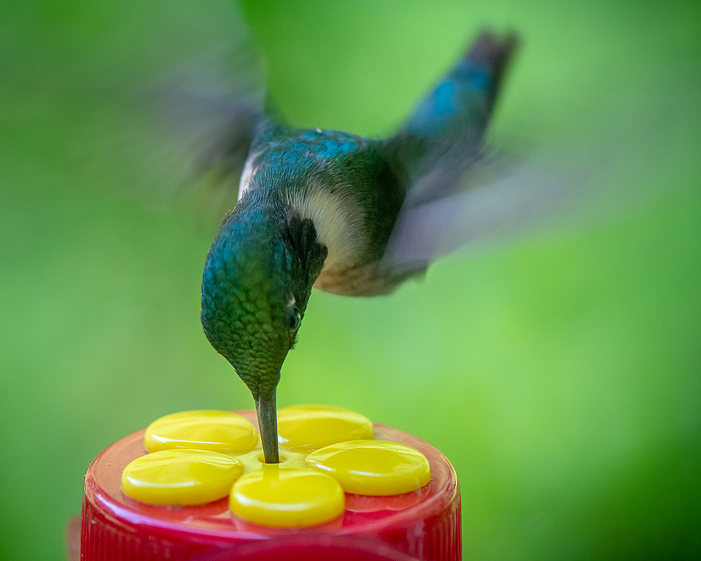 Window Feeder