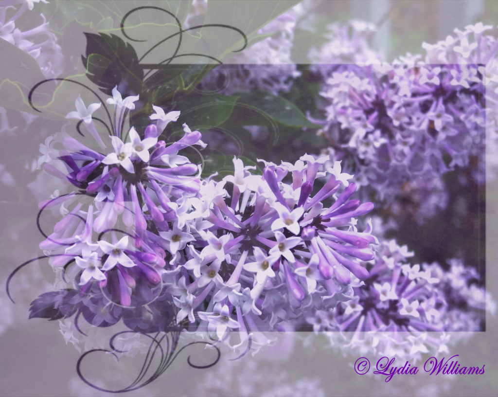 Lilac Lve - ID: 15726932 © Lydia Williams
