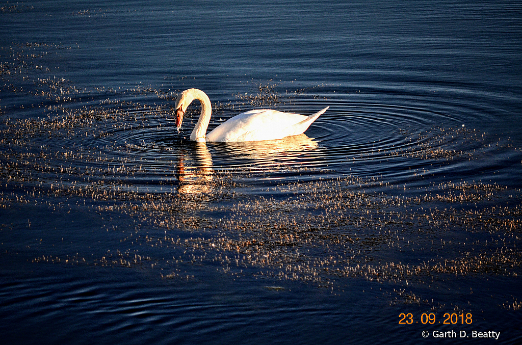 Mute Swan Feeding in Late Afternoon Sun.