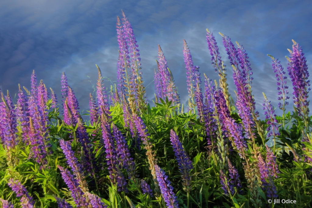 Lupine Field