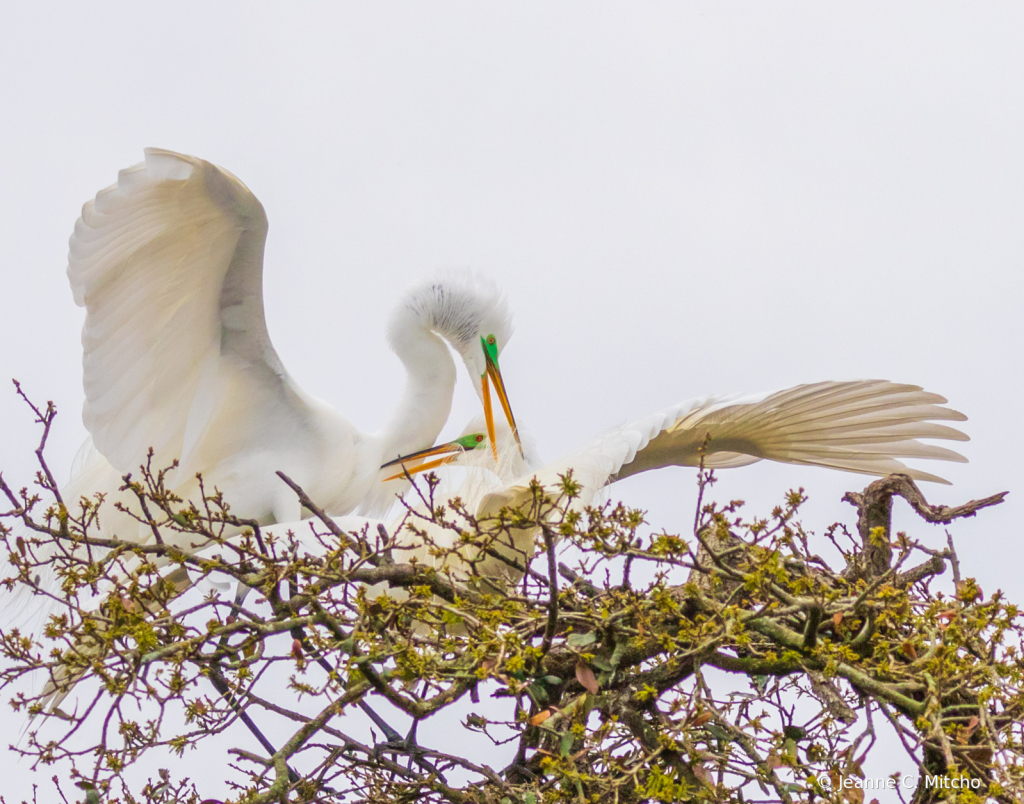 Preening