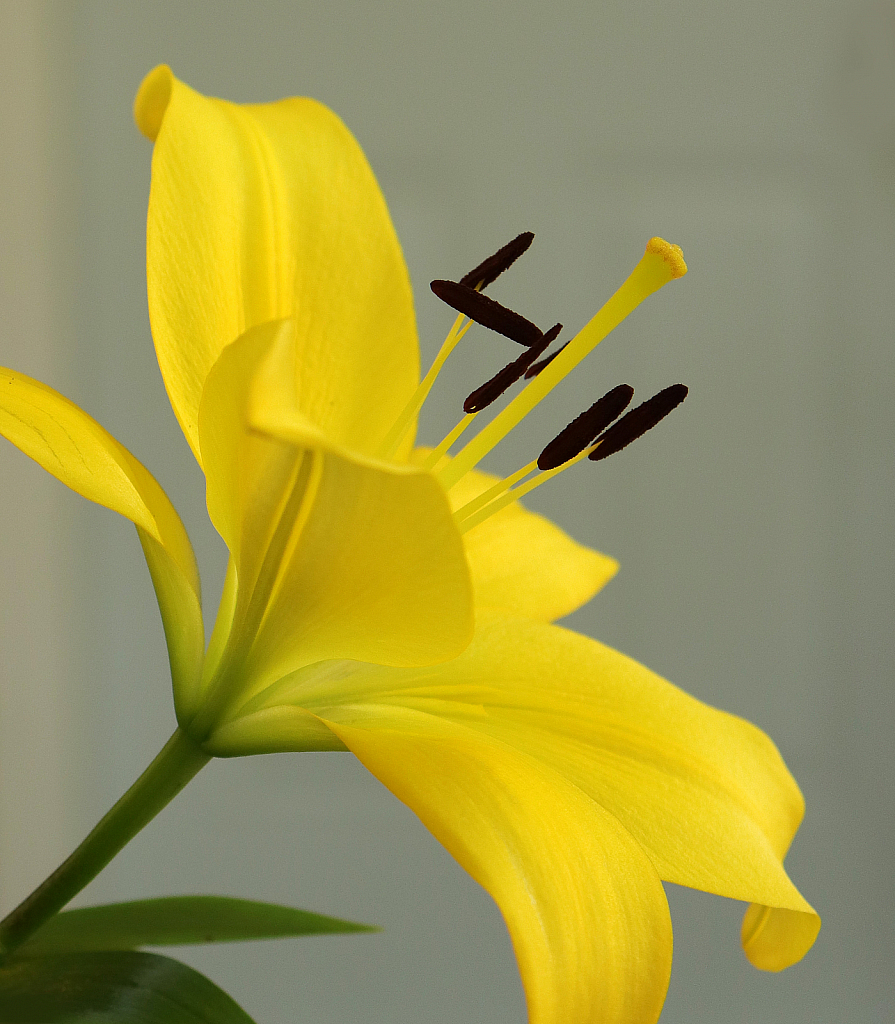 Yellow Day Lily