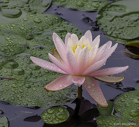 Rainy Day Lily