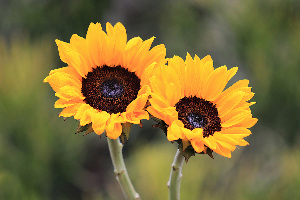 Seeing Sunflowers