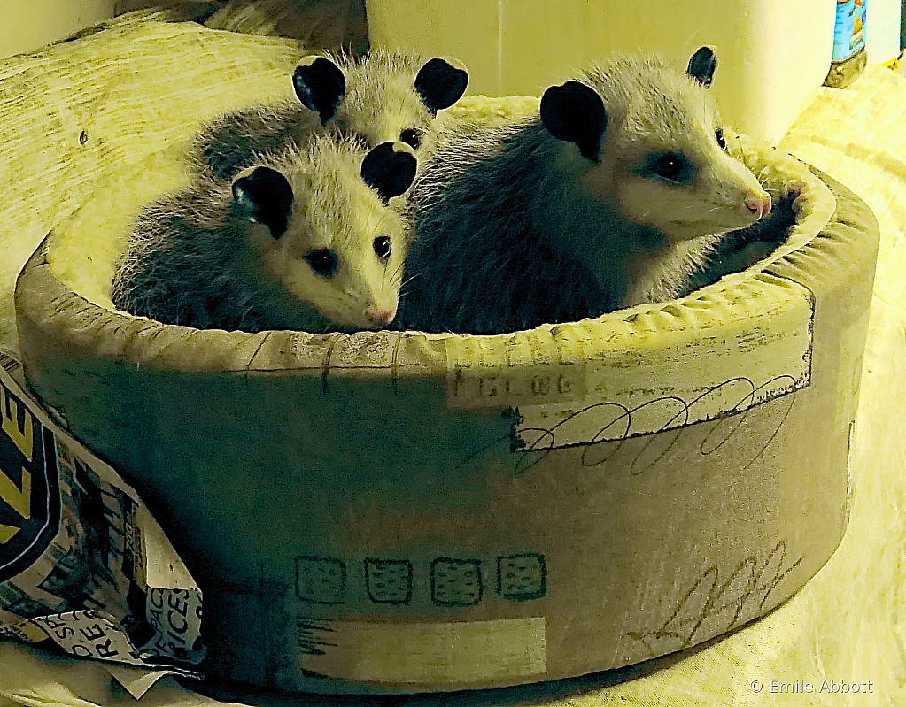 Opossum babies