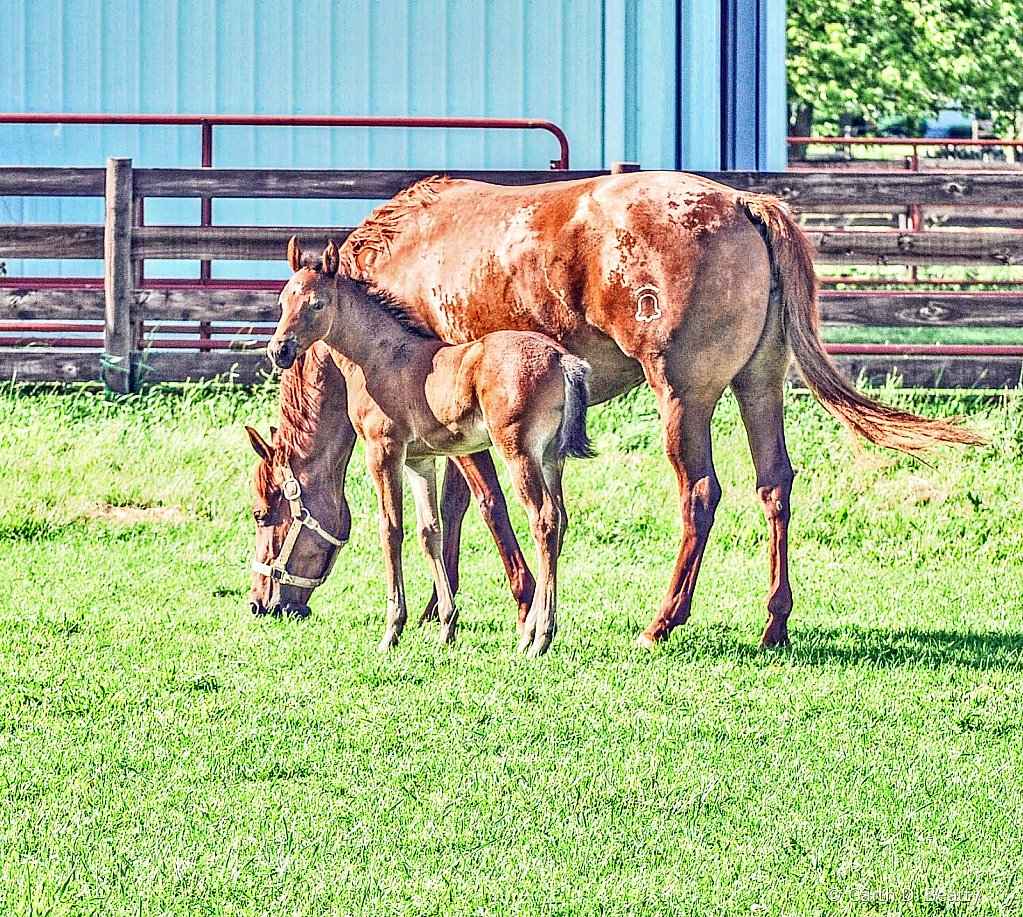 Staying Close to Mother 