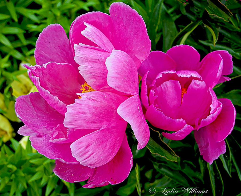 In the Pink - ID: 15727154 © Lydia Williams