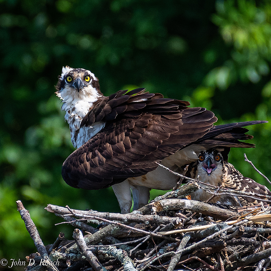 Momma and Fledgling - ID: 15727157 © John D. Roach