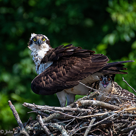 Momma and Fledgling