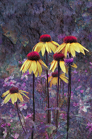 Cone Flowers