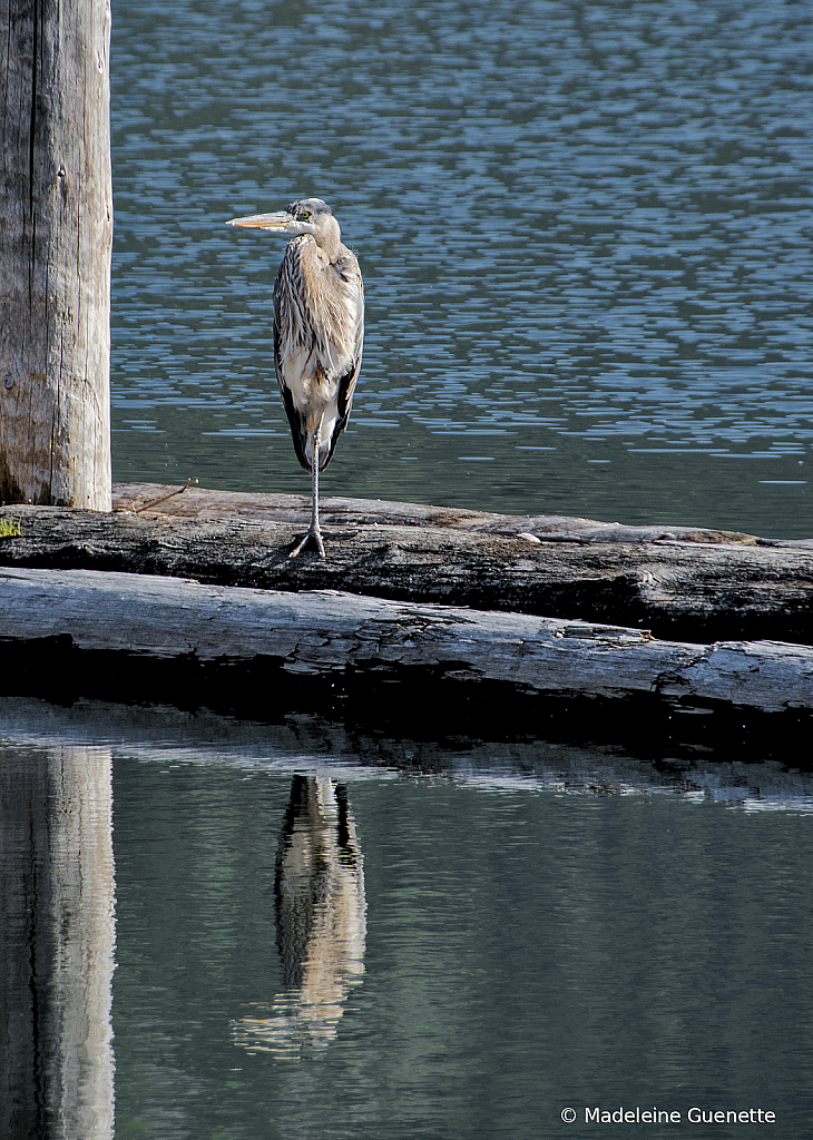 The blue heron