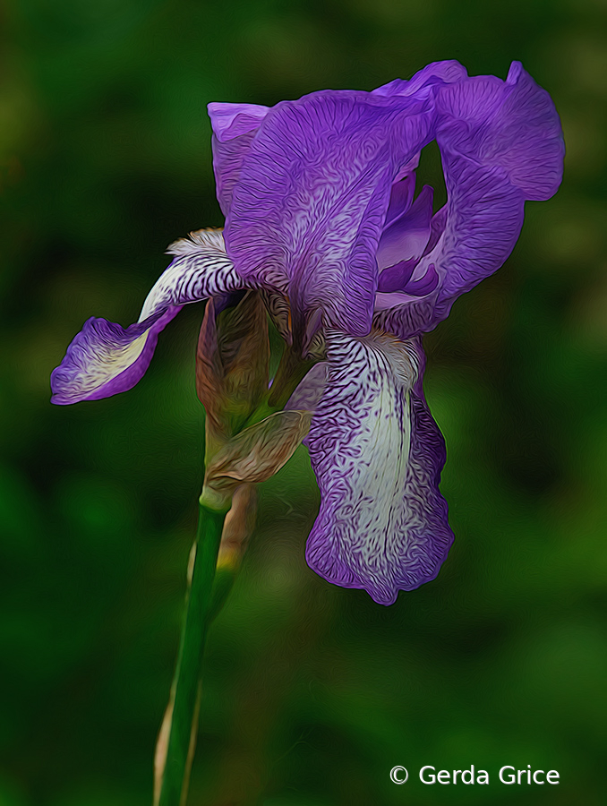 Painterly Iris