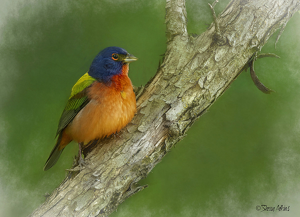 Painted Bunting - ID: 15727167 © Sherry Karr Adkins