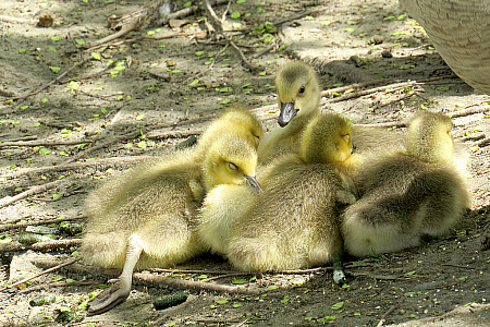 Sleepy Babies
