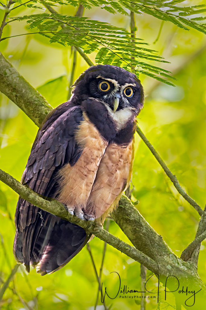Spectacled Owl, Pulsatrix perspicillata - ID: 15727238 © William J. Pohley