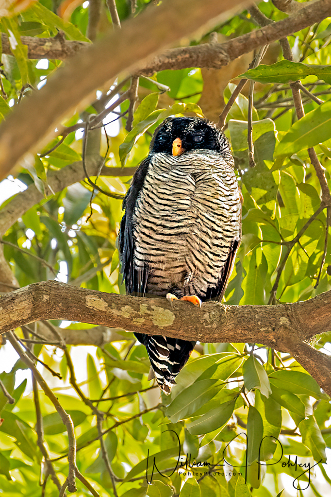 Black-and-White Owl, Ciccaba nigrolineata - ID: 15727240 © William J. Pohley