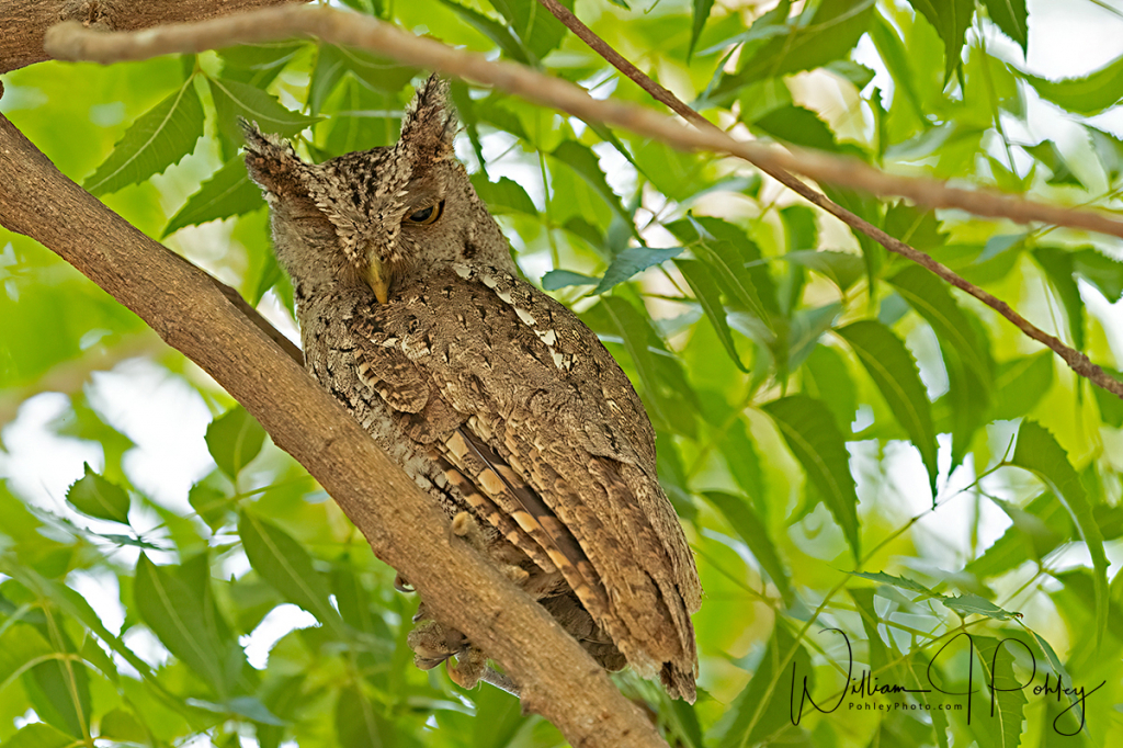 Pacific Screech-Owl, Megascops cooperi - ID: 15727241 © William J. Pohley