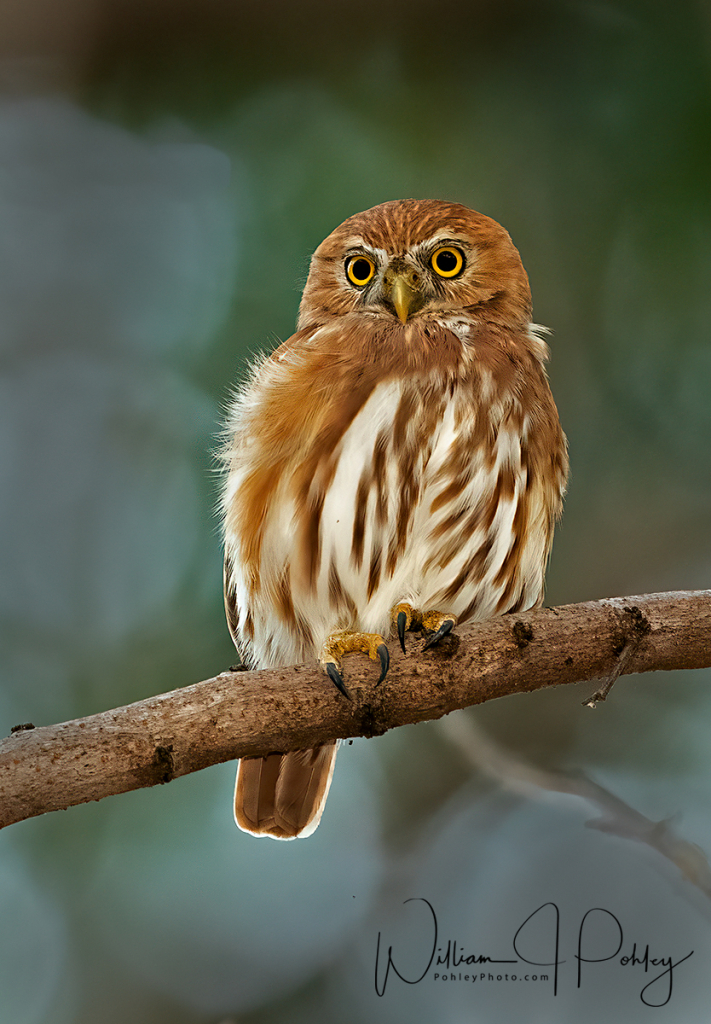 Ferruginous Pygmy-Owl, Glaucidium brasilianum - ID: 15727245 © William J. Pohley