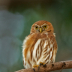 © William J. Pohley PhotoID # 15727245: Ferruginous Pygmy-Owl, Glaucidium brasilianum