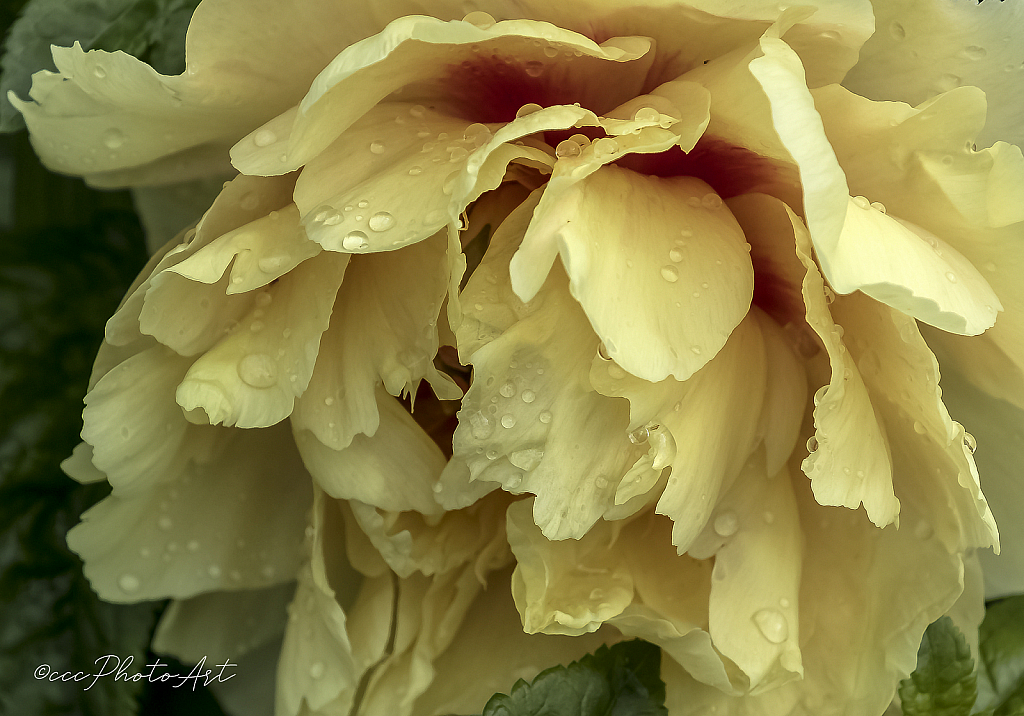 Crystal Drop Peony - ID: 15727184 © Candice C. Calhoun