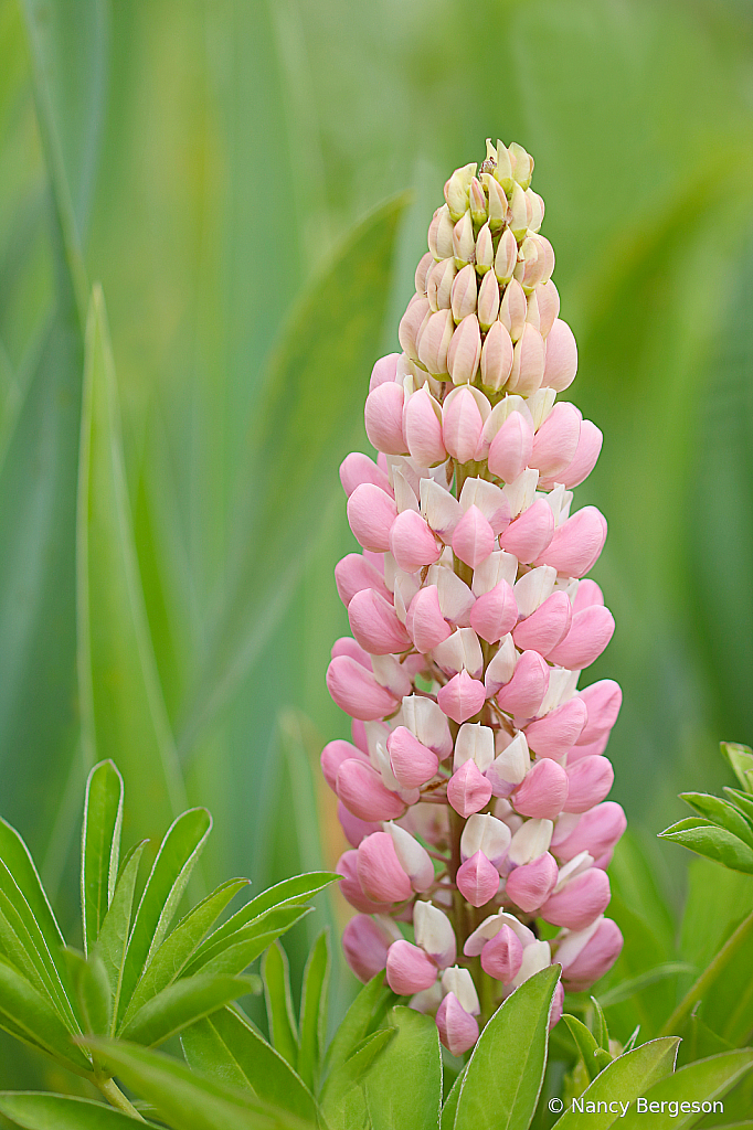 Lovely Lupine