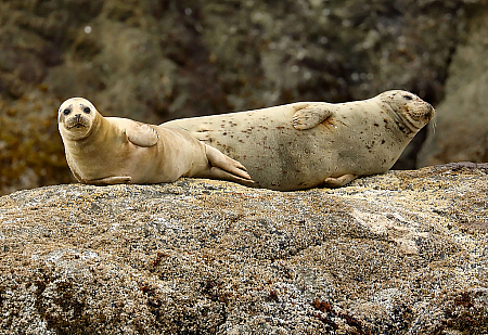 Mother Harbor Seal and Baby