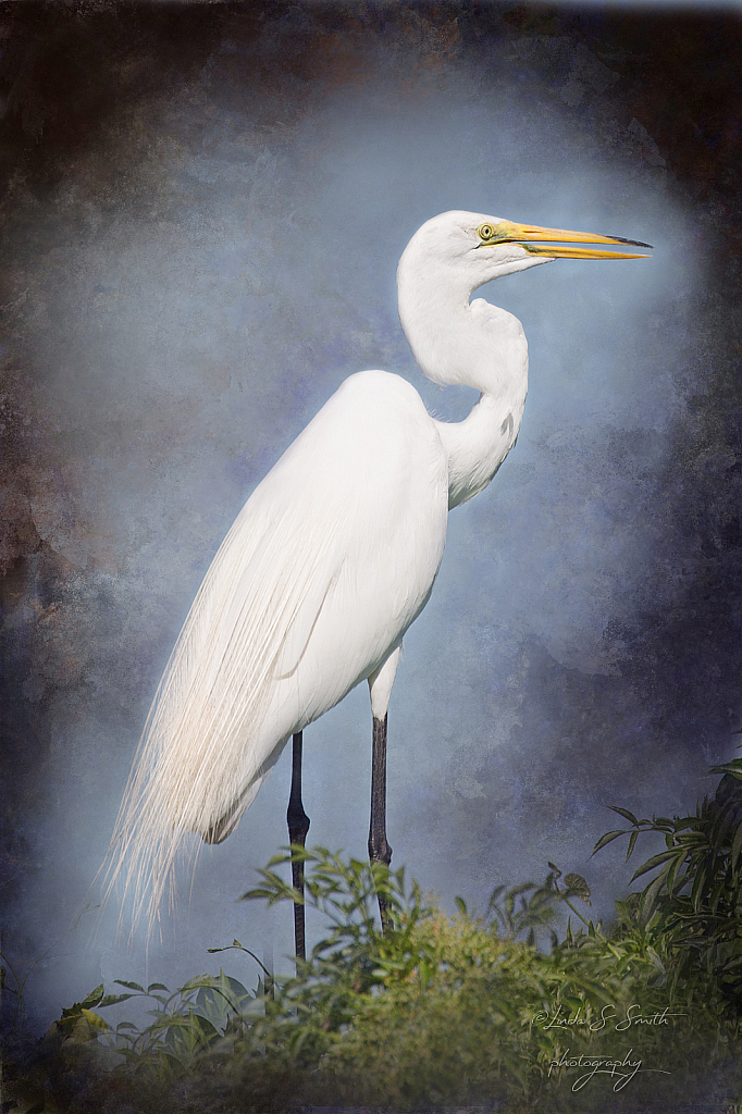 regal egret