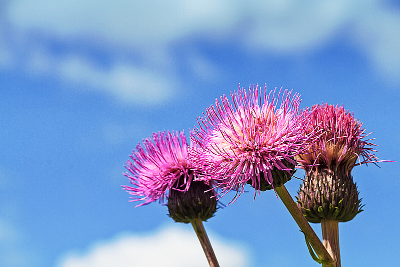 Three Melancholy Thistles Against The Summer 