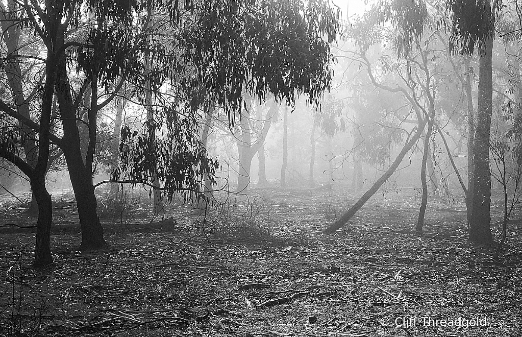 Misty Morning in the bush