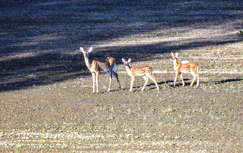 Baby Fawns