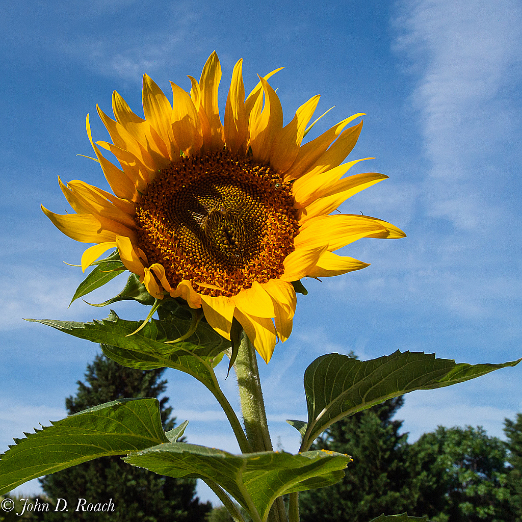 Our Volunteer Sunflower - ID: 15727316 © John D. Roach