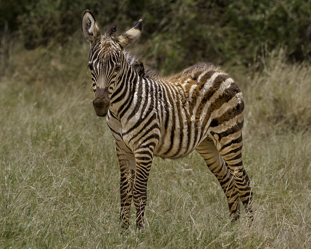 Zebra Baby  5259