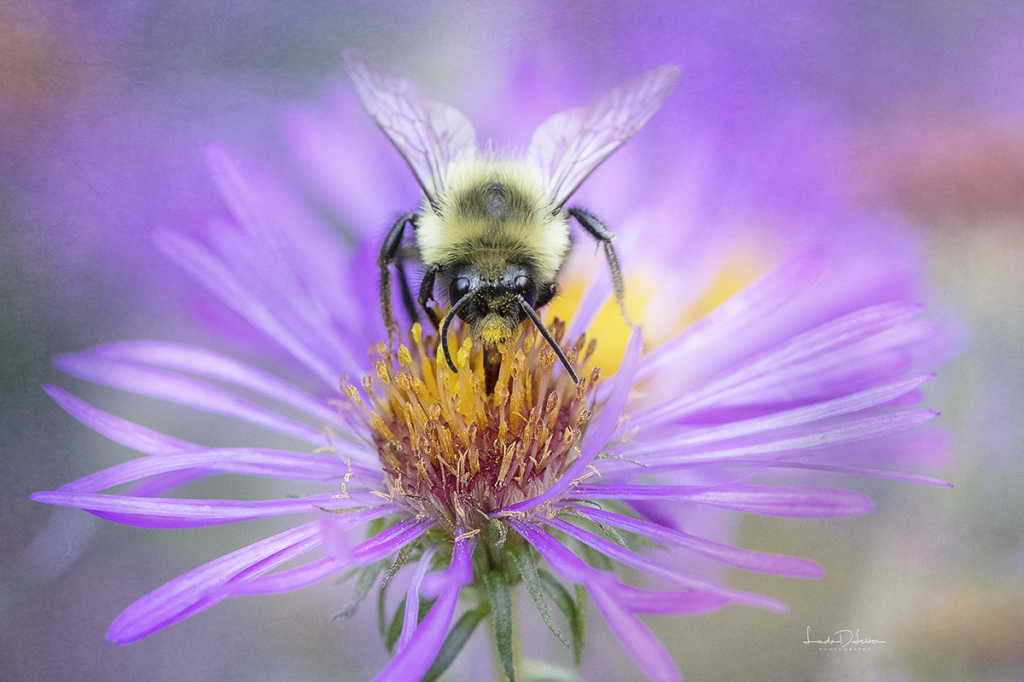 Bee Happy