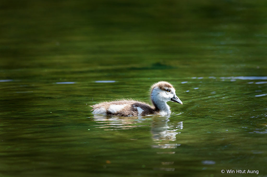 Egyptian Goose chick 