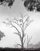 Skeleton tree