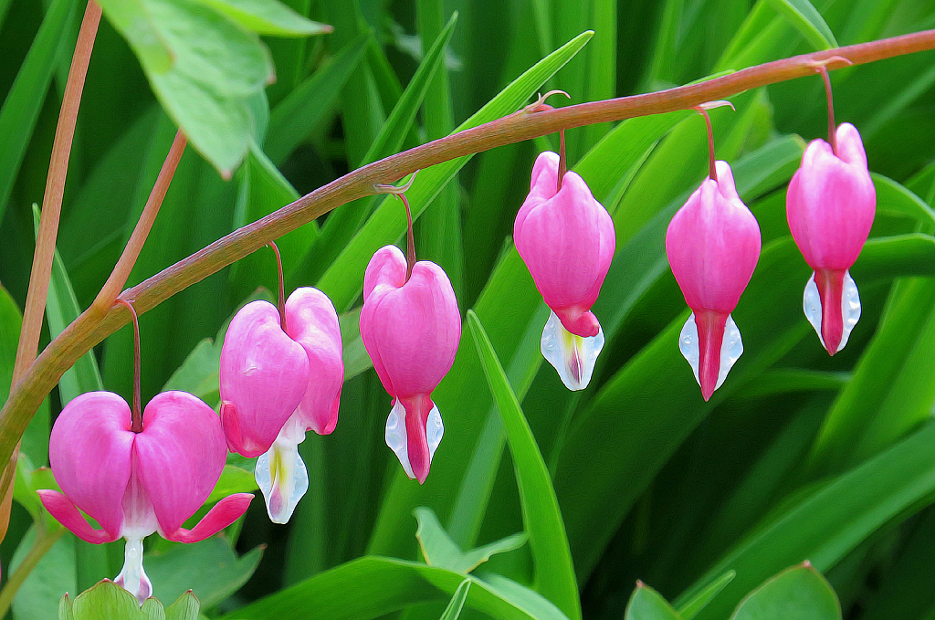 Bleeding Hearts In The Morning