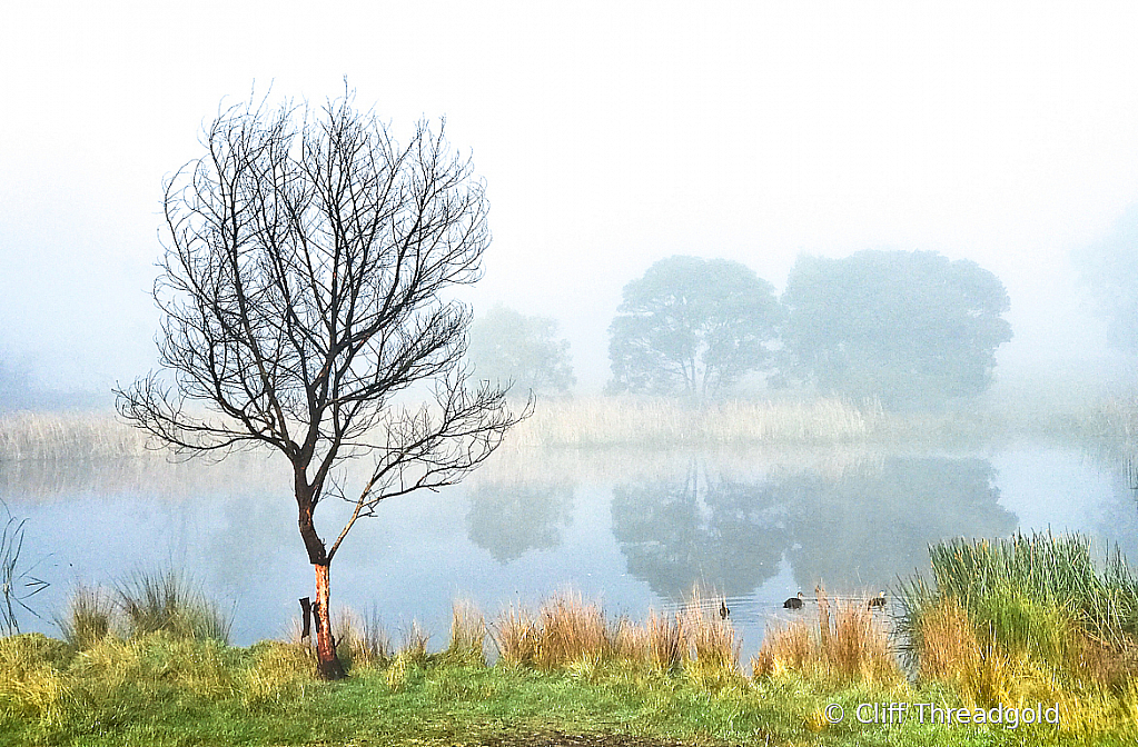 Morning Mist, Cranbourne RBG