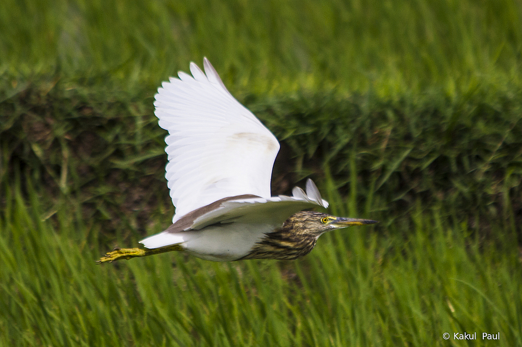 In flight
