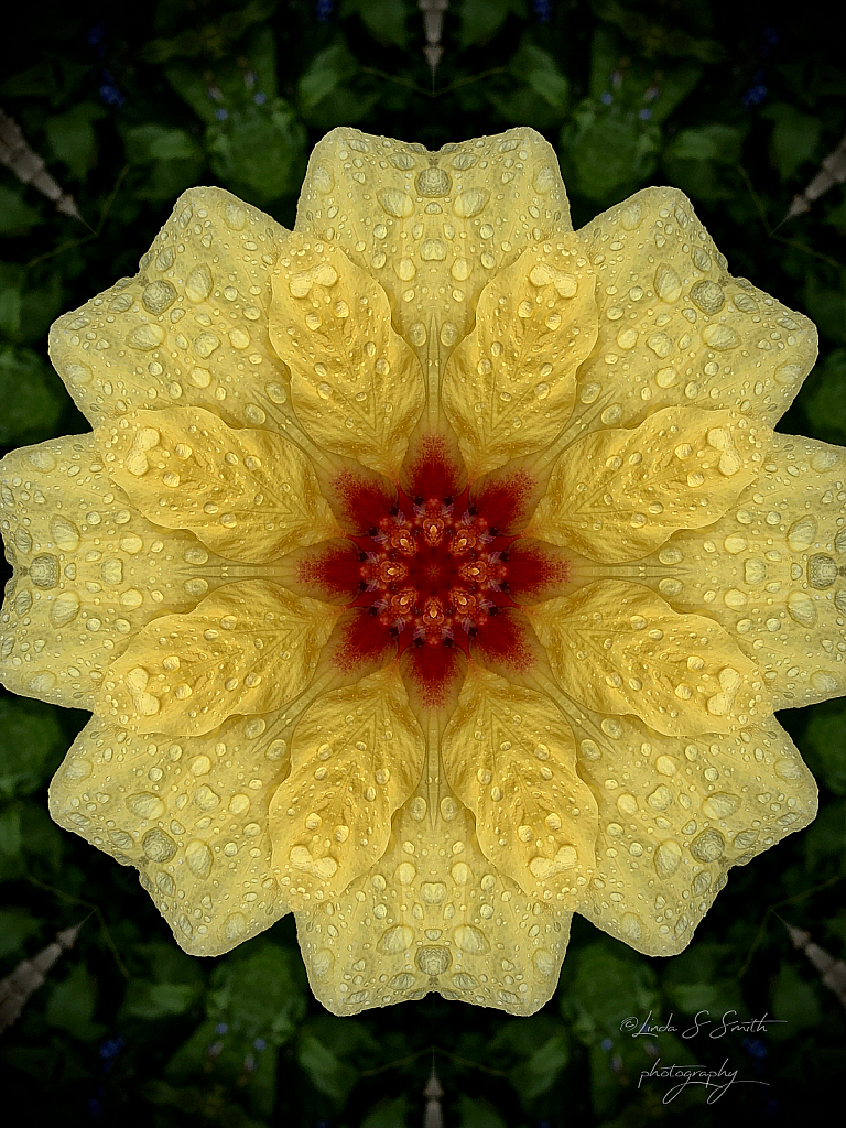hibiscus kaleidoscope