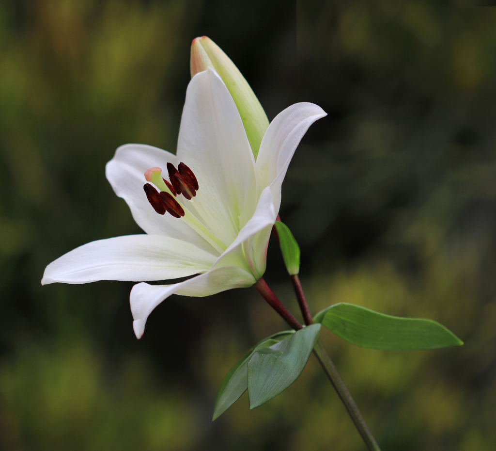 White Lily on a Gray Day - ID: 15727728 © Lynnmarie Daley