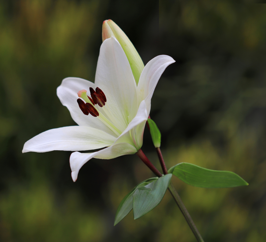 White Lily on a Gray Day