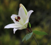 White Lily on a G...