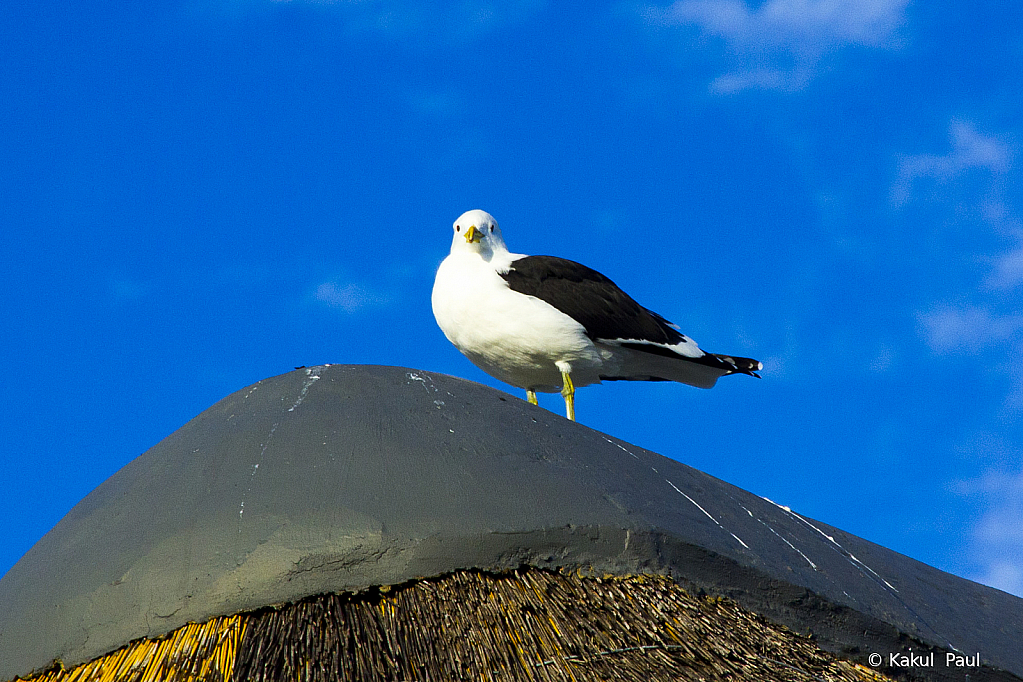 Comfortably perched!