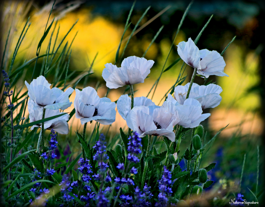 ~ White Poppy's ~ - ID: 15727770 © Trudy L. Smuin