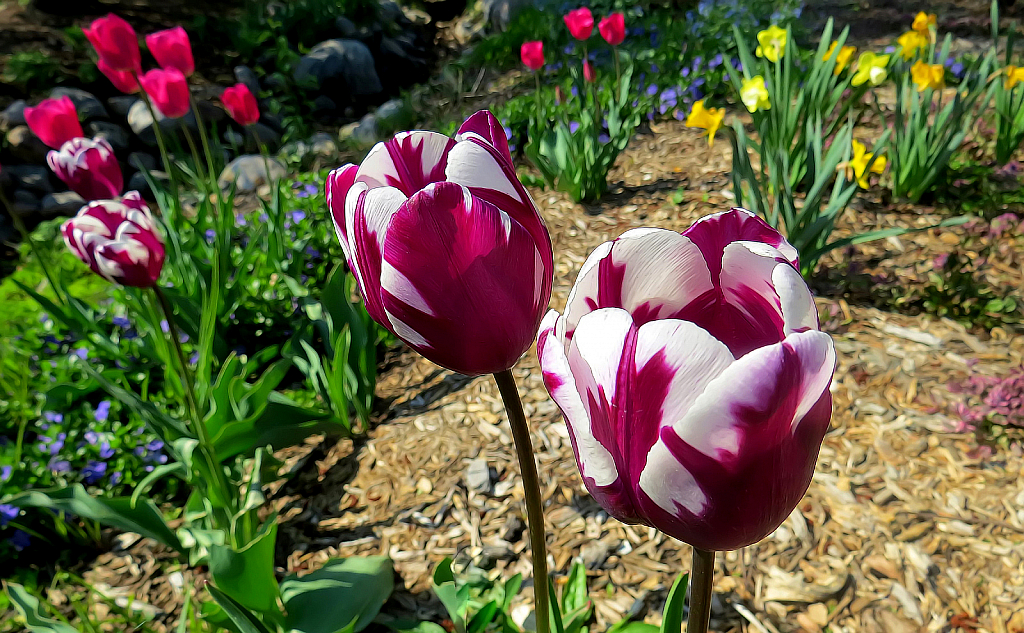 Tulips In Purple And White